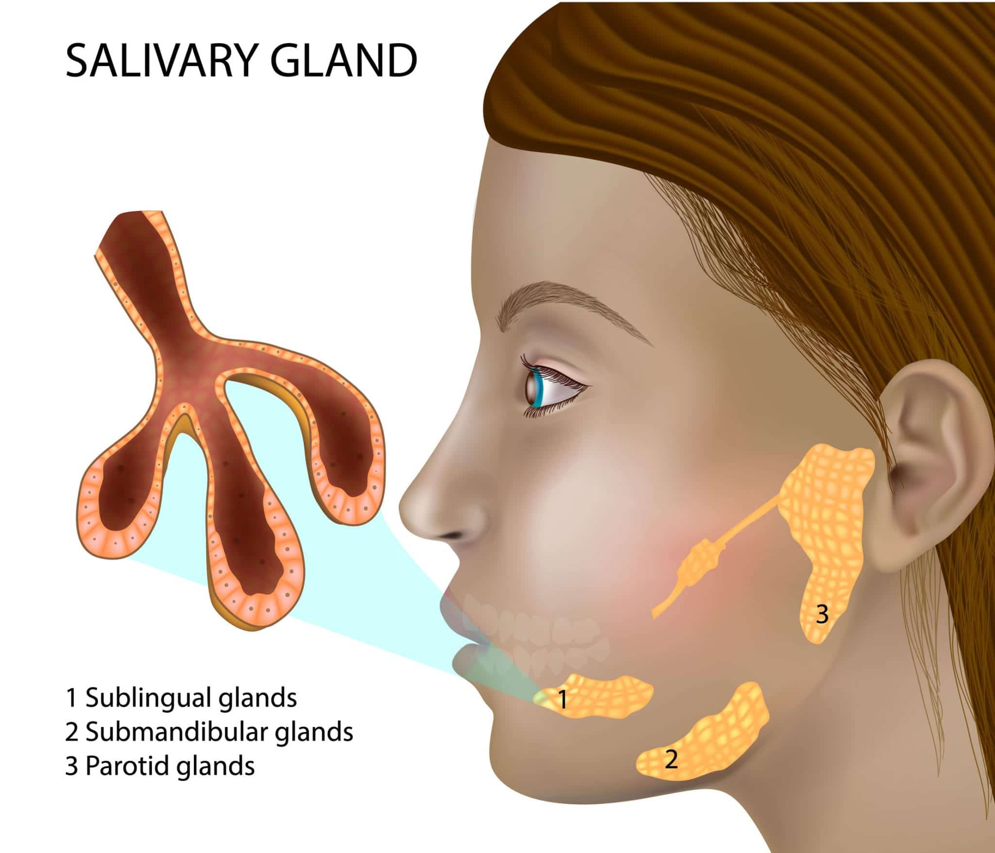salivary_glands